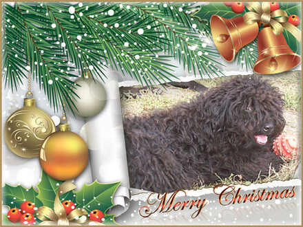 BOGÁNCS  (Kenderesi Fejes) 