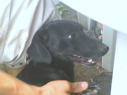 Édes kiskutyám Fülike