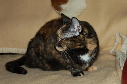 Missyke (Misszyke) , Misu, Misuka, Baba