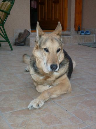 Zsolti, Rokker, Roki