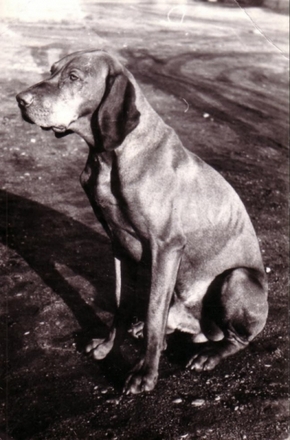 Remete, Bikfic, Csoki, Bokrász, Ficánka, Talpas, Drót 