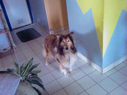 Lassie es Ali