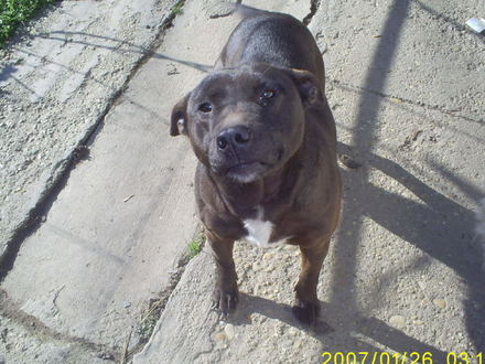 Zuzi, Zuzita, Zuzacs