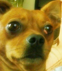 Alex,Figo,Dorka,Rocky