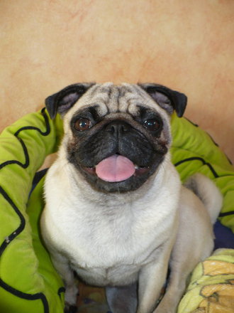 Zozi Köszönöm mindenkinek, aki gyertyát gyújtott Zoziért, de lezárom az adatlapját ! Minden kedves sorstársnak mielőbbi megnyugvást kívánok !! 