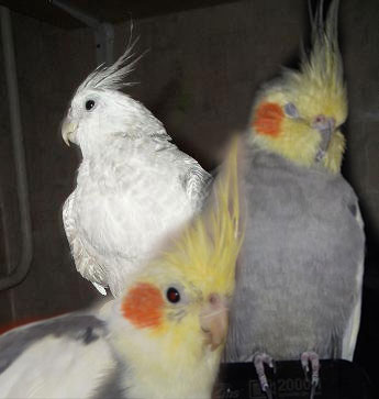 Picúr, Johnny és Csuri