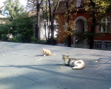 Cicák (II. Fillér u.)