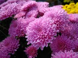 Kósa Károly és Kapcsándi Ilona