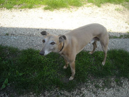 Barna,Barni,Barna kutya