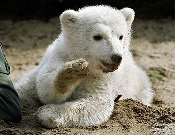 Knut,a kis jegesmaci emlékére..:( 