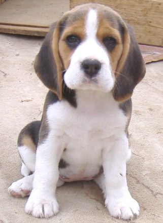 Egy kiskutyáért, aki az emberi gondatlanság miatt halt meg! :((