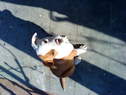 Foltos(Pötyi testvére)