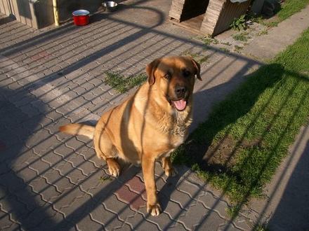 Az elaltatott kutyusokért