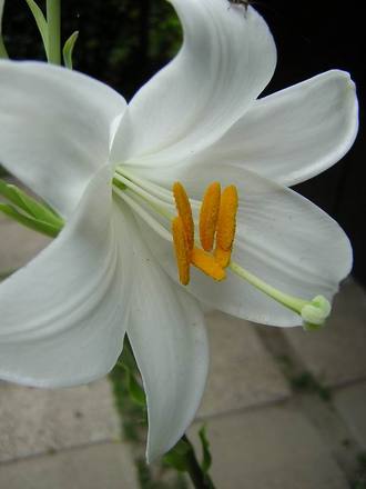 Anyucikám,Mamikánk