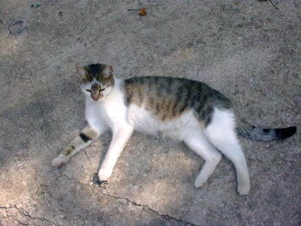 Bogyó,Babatyka,Nyafi,Nyali,Pityu,Macivörös és minden elveszített kiskedvencünk