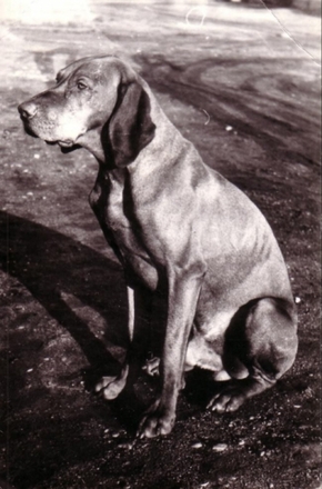 Remete, Bikfic, Csoki, Bokrász, Ficánka, Talpas, Drót és minden volt kutyánk, macskánk