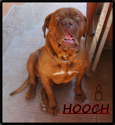 Hoochi
