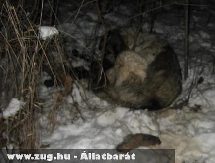 Megfagyott  állatok