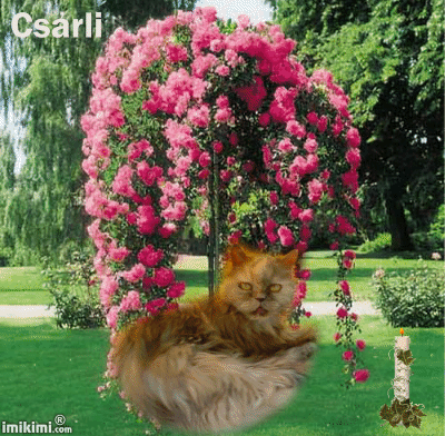 Csárli cicám csatlakozott Klifike és Picurka adatlapjához 