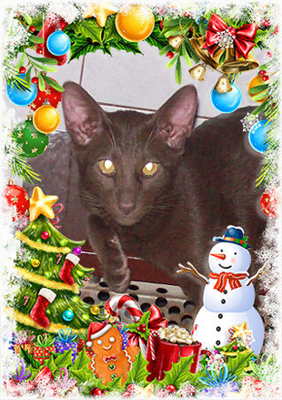 OPOSZUM (Kenderesi-Fejes) 