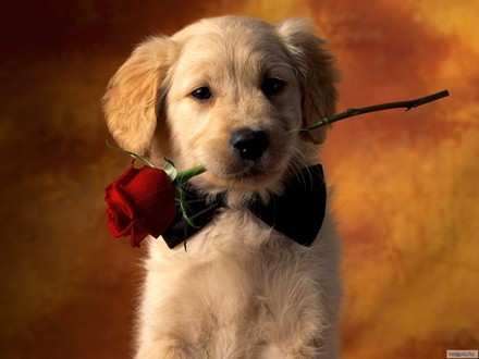 Jázmin nevü kis kutyámra    és a Beti nevü   kedvencemre